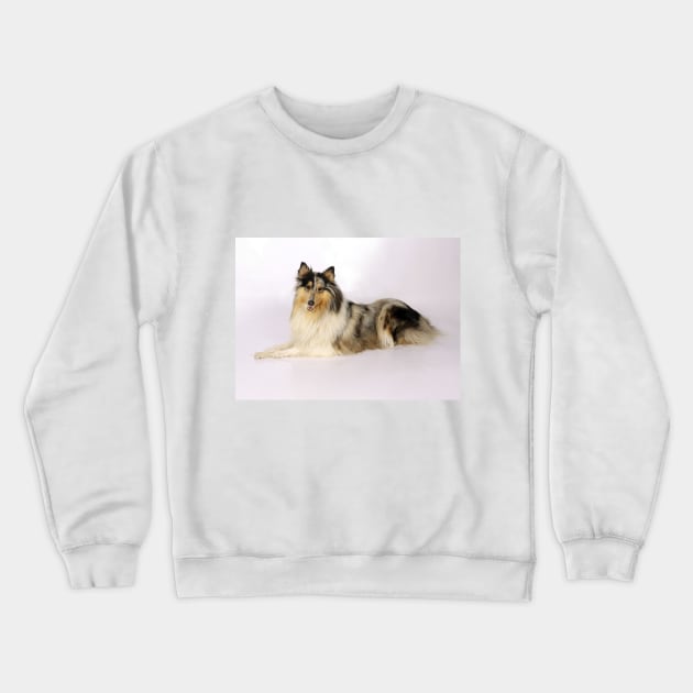 The most beautiful Collie Crewneck Sweatshirt by DZanotto